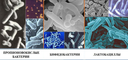 Полезные бактерии бифидо и лакто